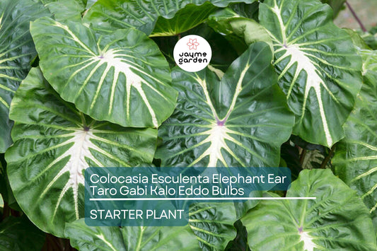 15 Colocasia Esculenta Bulbs - Elephant Ear Taro, Gabi, Kalo, Eddo - Ready to Grow, Tropical Plants