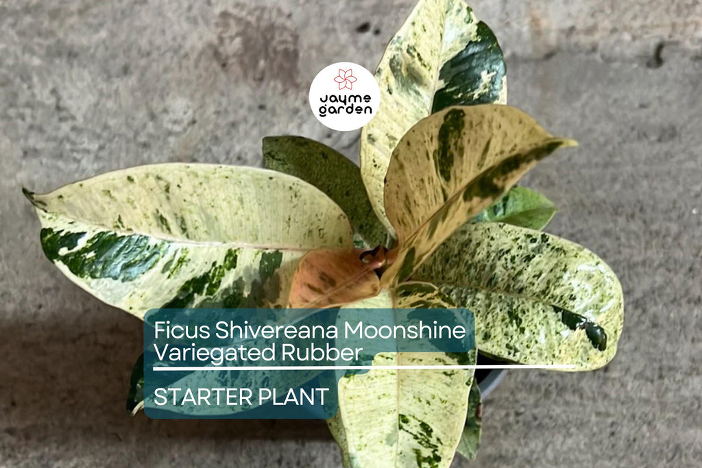 Ficus Shivereana Moonshine Starter Plant | Variegated Rubber Plant | Rooted Houseplant | 4" Tall | Tropical Evergreen | Indoor & Outdoor
