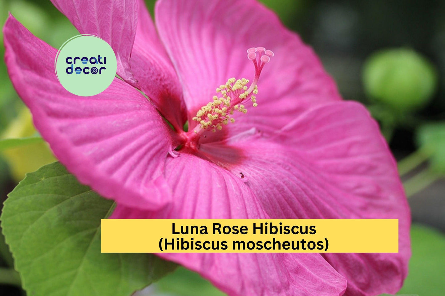1 Luna Rose Hibiscus – Hibiscus moscheutos Live Rooted Starter Plant, Hardy Perennial with Huge 8–10" Rose-Pink Blooms for Summer Gardens