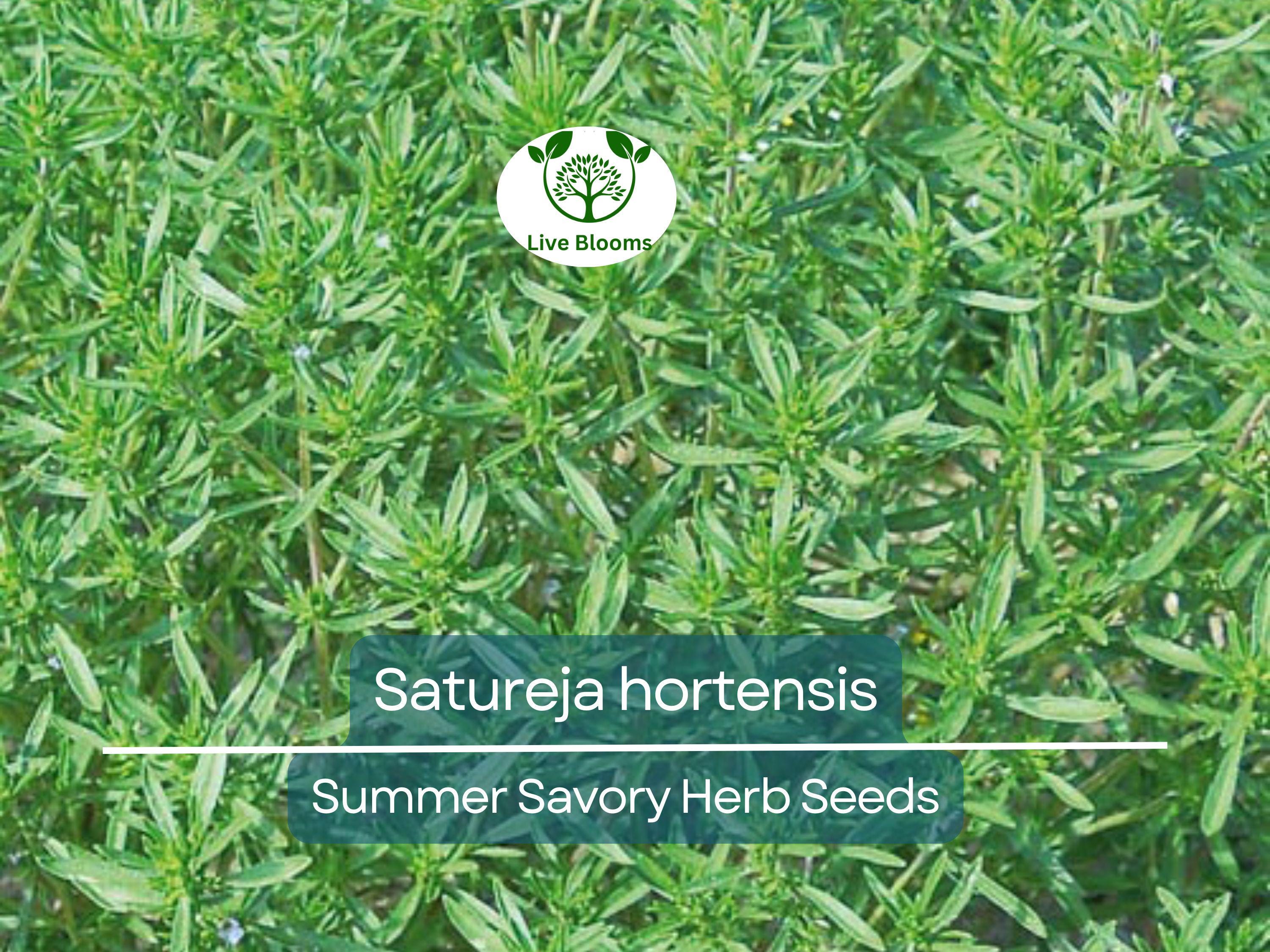 500 Summer Savory Seeds for Planting - Satureja hortensis - Fresh Herb for Cooking, Garden, Mediterranean Dishes, & Herbal Teas