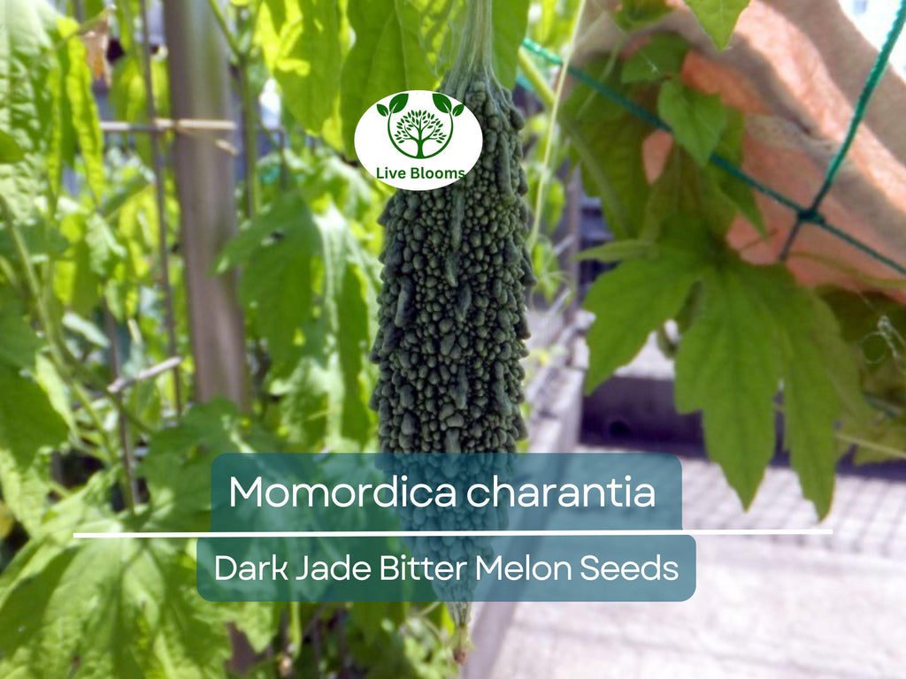 5 Seeds Gourd Bitter Melon Dark Jade, Hybrid (Momordica charantia) – Non-GMO, Healthy, Bitter Melon for Planting, Gardening & Fresh Harvests