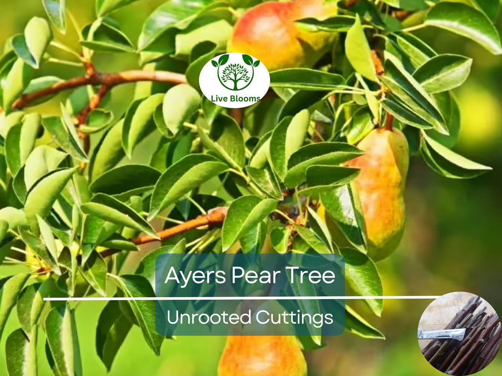 3 Ayers Pear Fruit Tree Scion Unrooted Cutting for Rooting or Grafting | Pyrus Communis | Hardy Pear Tree for Garden & Orchard