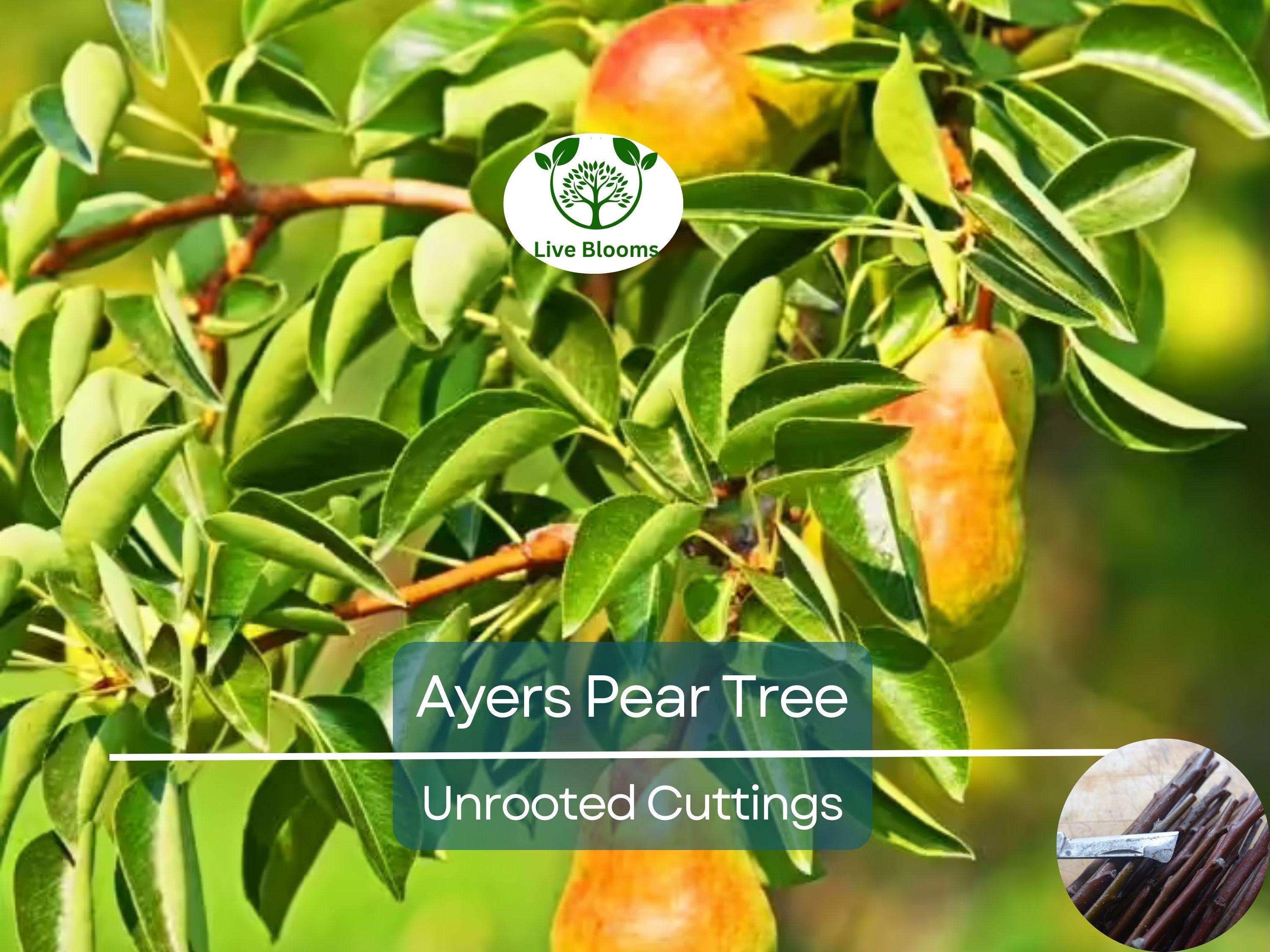 3 Ayers Pear Fruit Tree Scion Unrooted Cutting for Rooting or Grafting | Pyrus Communis | Hardy Pear Tree for Garden & Orchard