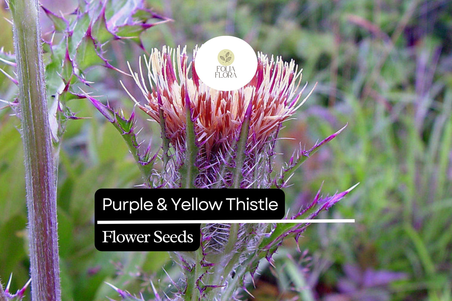 Purple & Yellow Thistle | 25 Seeds | Cirsium horridulum | Hardy Native Wildflower for Pollinators and Natural Landscapes