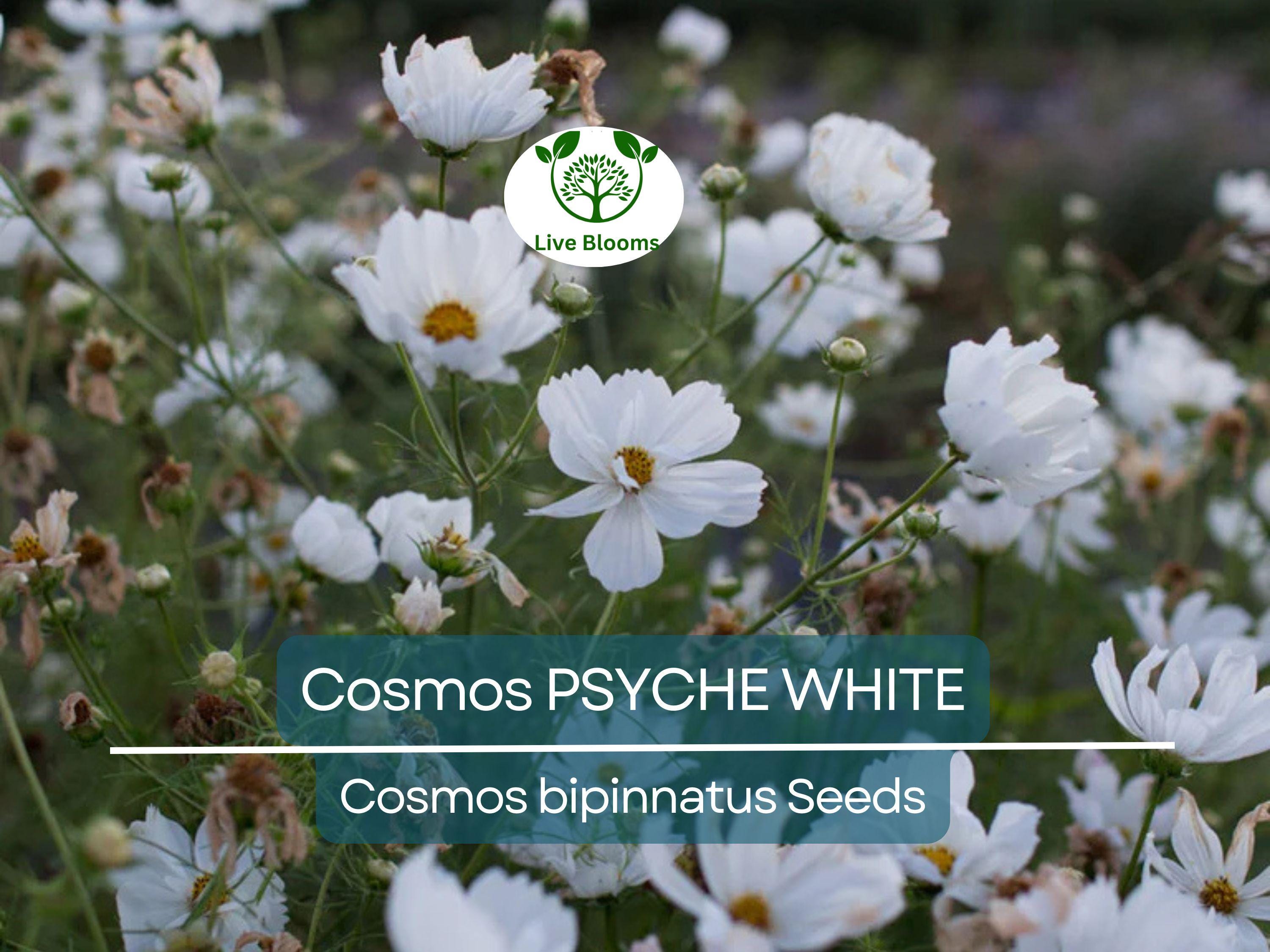 100 Cosmos Psyche White Seeds – Unique Ruffled White Blooms | Attracts Bees & Butterflies | Organic Non-GMO | Cosmos Bipinnatus