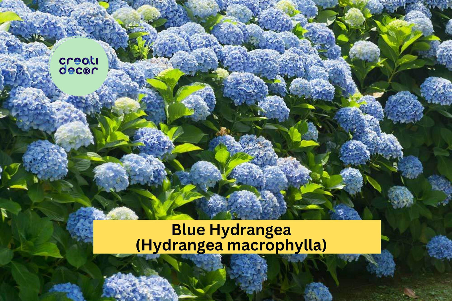 Blue Hydrangea – Live Rooted Cutting 3–8" Tall, Hardy Flowering Shrub Starter Plant with Large Blue Blooms for Garden or Containers
