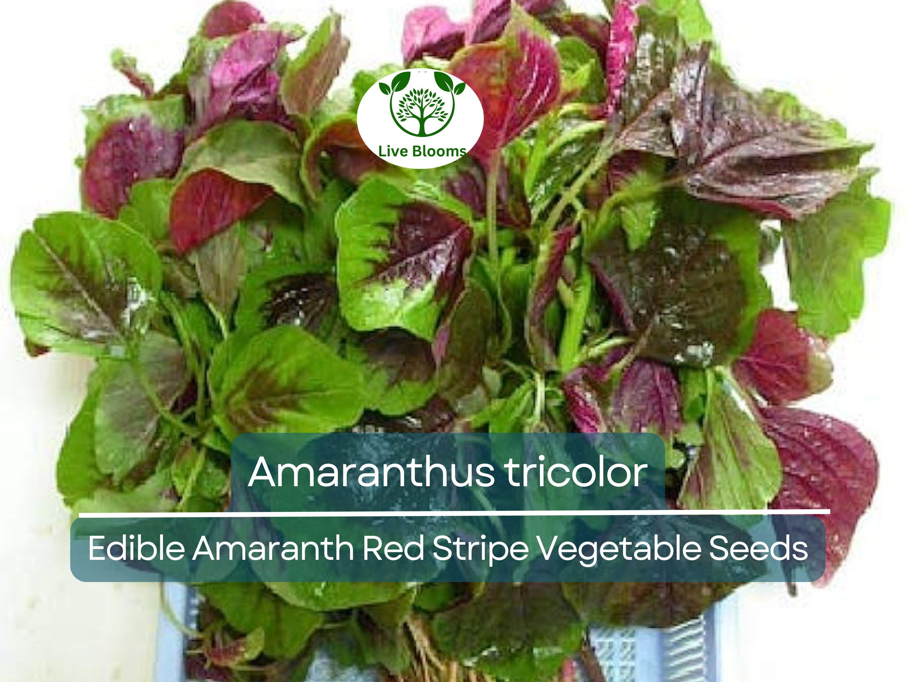 500 Edible Amaranth Red Stripe Leaf Seeds - Amaranthus tricolor Red Beauty Tricolor | Vibrant, Nutritious Leafy Green for Planting