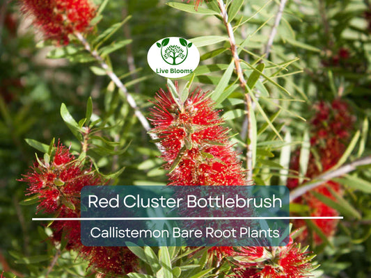 1 Red Cluster Bottlebrush – Callistemon Citrinus Bare Root Plant – Live Ornamental Shrub with Bright Red Blooms for Pollinators