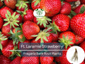 10 Ft. Laramie Strawberry Bare Root Plants - Everbearing, Sweet Heirloom, Fragaria × ananassa, Cold Hardy, Non-GMO Garden Fruit
