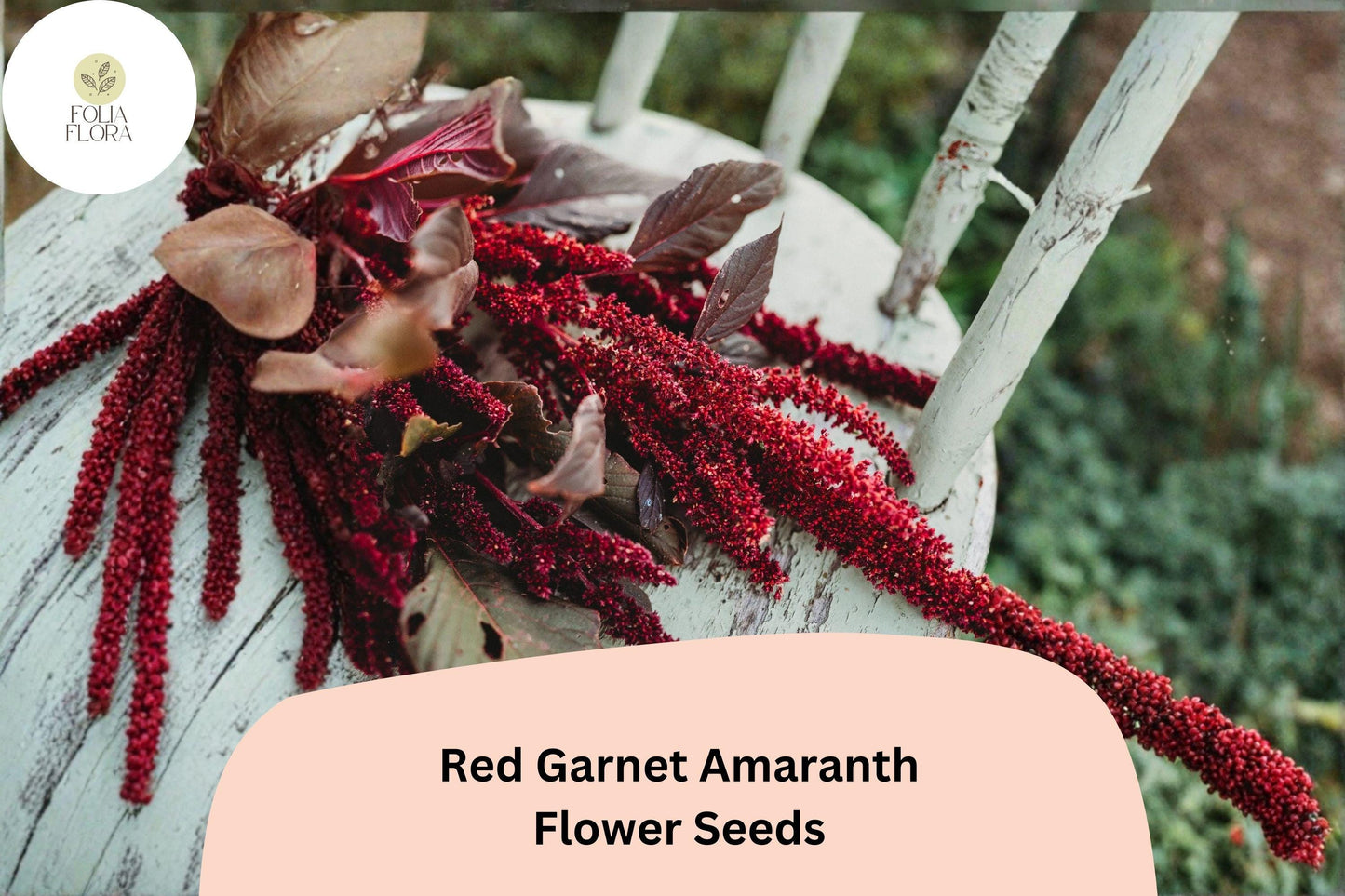 Red Garnet Amaranth Seeds – 100 Amaranthus tricolor | Easy Grow Garden Annual for Beds, Borders