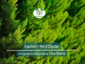 50 Eastern Red Cedar Hedge Shrub Tree Seeds (Juniperus virginiana), Evergreen, Privacy Screen, Hardy Shrub, for Landscaping & Garden Fencing