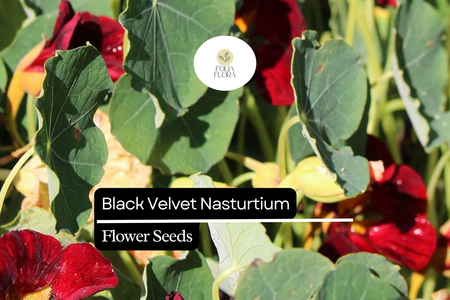 Black Velvet Nasturtium (Tropaeolum majus) – Striking Dark Flowers, Edible Blooms, Ideal for Gardens and Containers