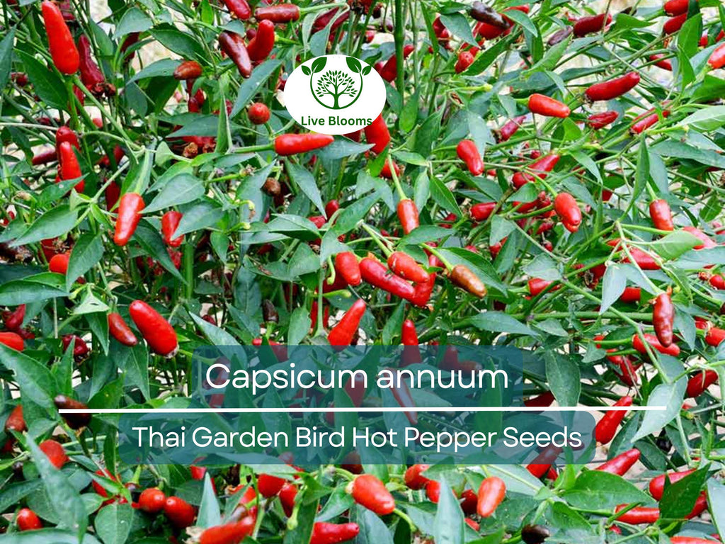 30 Seeds Thai Garden Bird Hot Pepper (Capsicum annuum) – Small, Fiery Thai Chili for Planting, Ideal for Stir-Fries, Sauces & Salsas