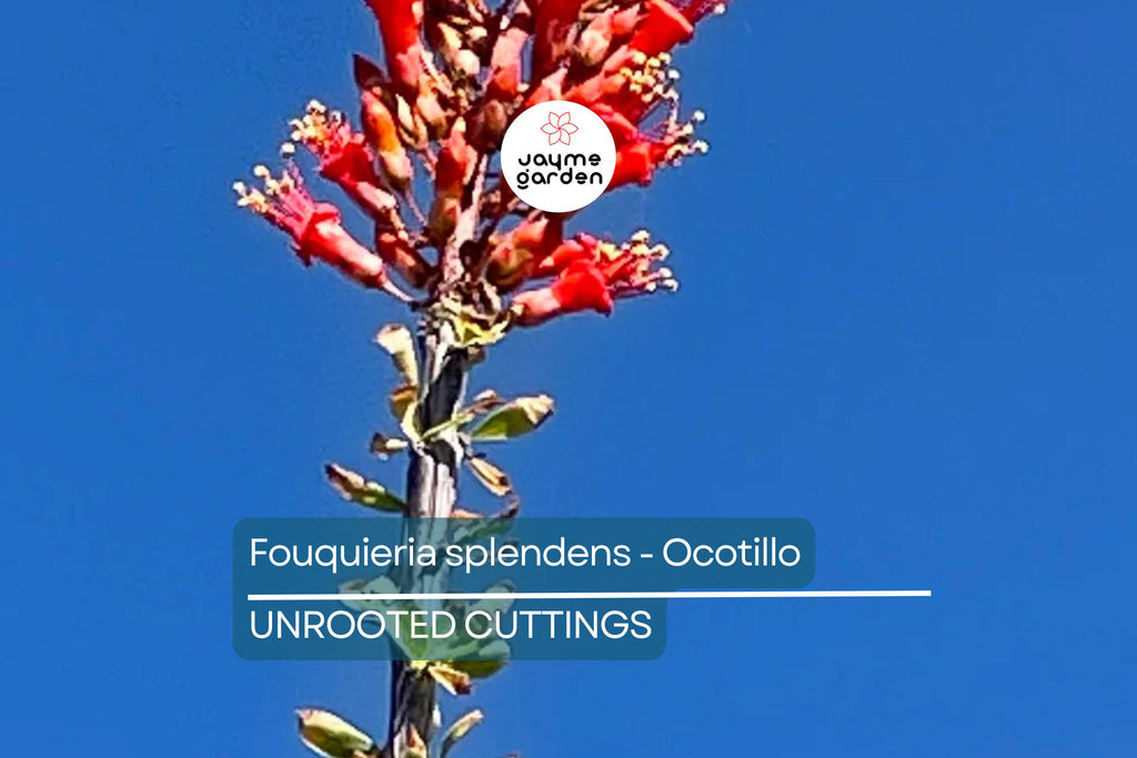 Fouquieria Splendens - Ocotillo Cutting (4-6") | Iconic Desert Plant | Cold Hardy | Drought-Tolerant Starter