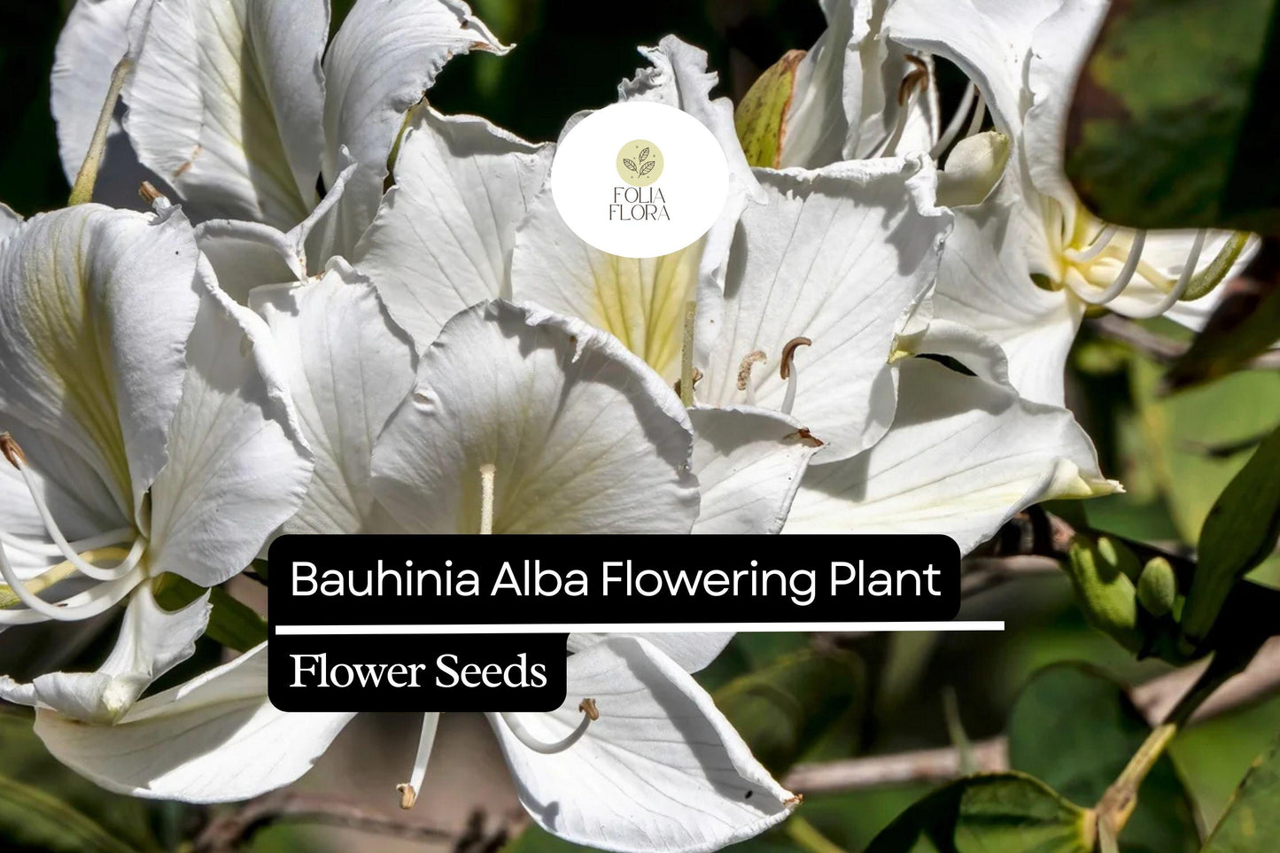 10 Bauhinia Alba Seeds | White Orchid Tree | Elegant Flowering Plant for Gardens