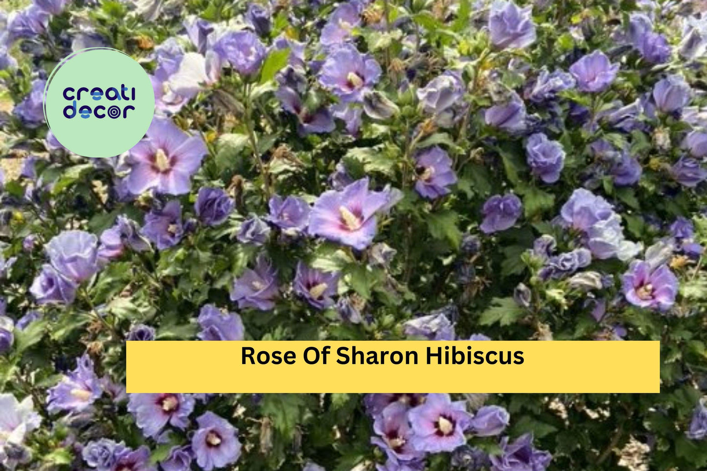 5 Rose of Sharon Hibiscus Plants – Hardy Bare Root Starter Shrubs with Summer Blooms, Easy to Grow Flowering Hedge or Border Plants