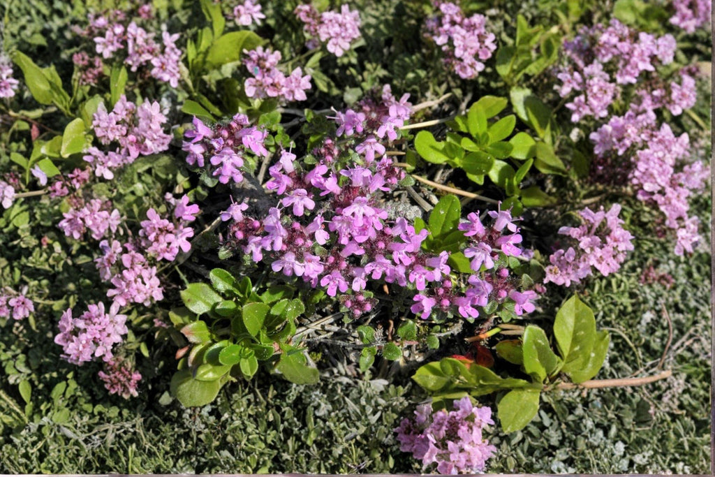 Wild Thyme – Thymus pulegioides 100 Seeds | Hardy Perennial Herb | Fragrant Ground Cover | Pollinator Friendly