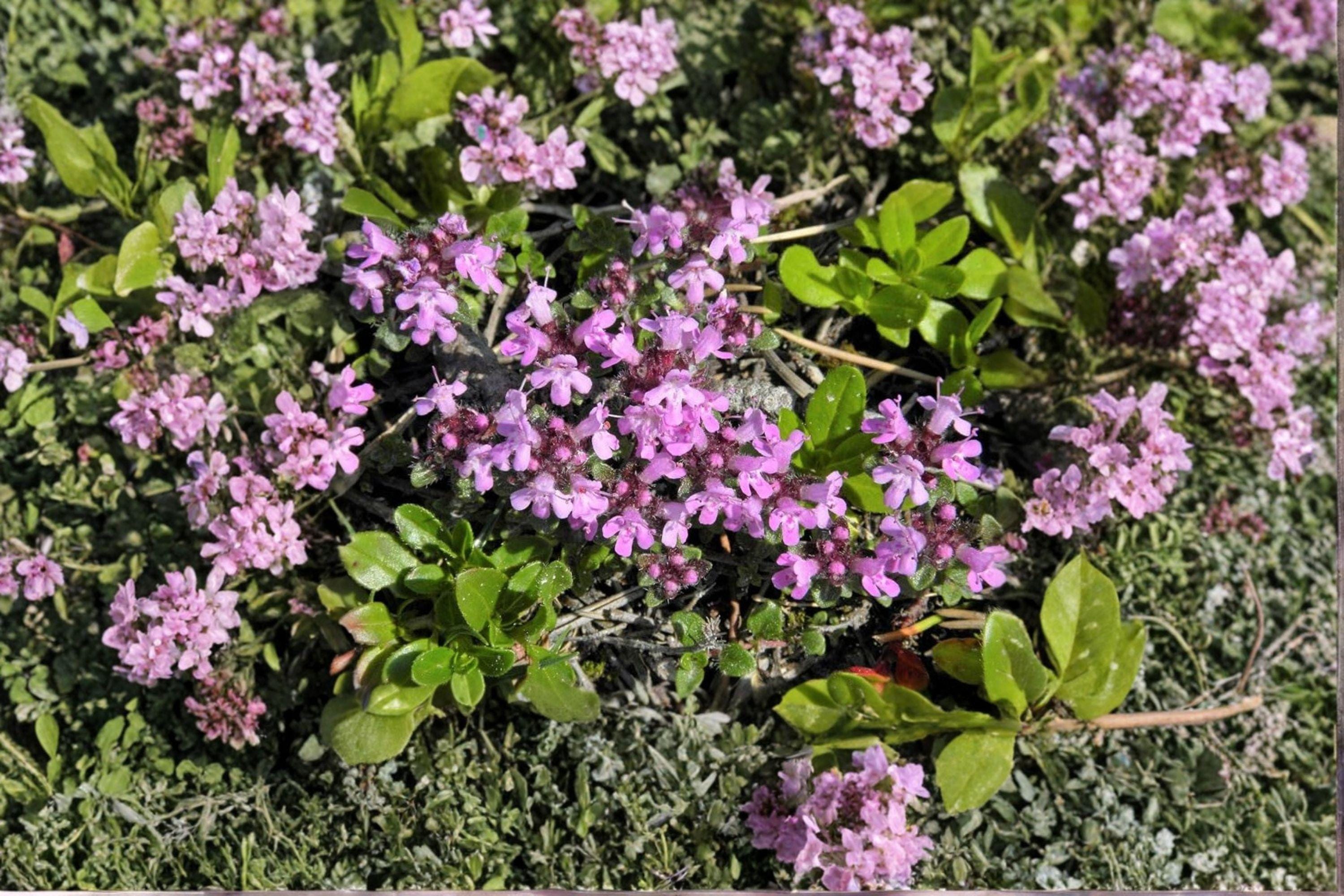 Wild Thyme – Thymus pulegioides 100 Seeds | Hardy Perennial Herb | Fragrant Ground Cover | Pollinator Friendly