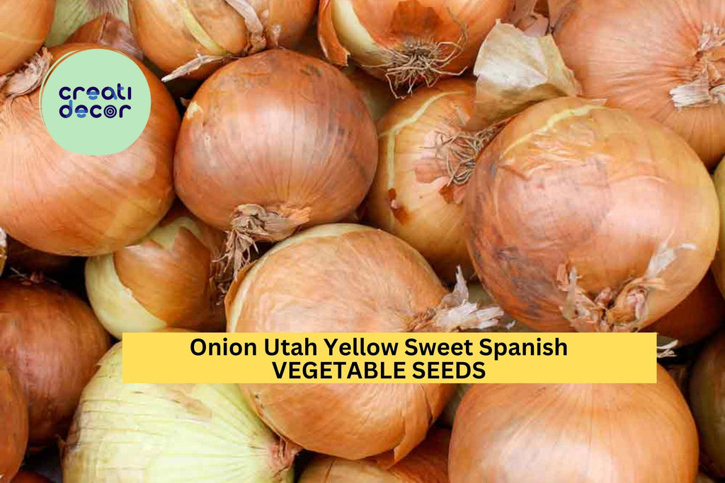 3pcs of 250mg Utah Yellow Sweet Spanish Onion Seeds – Mild, Flavorful, Large Bulbs – Easy Home Garden Seeds for Planting