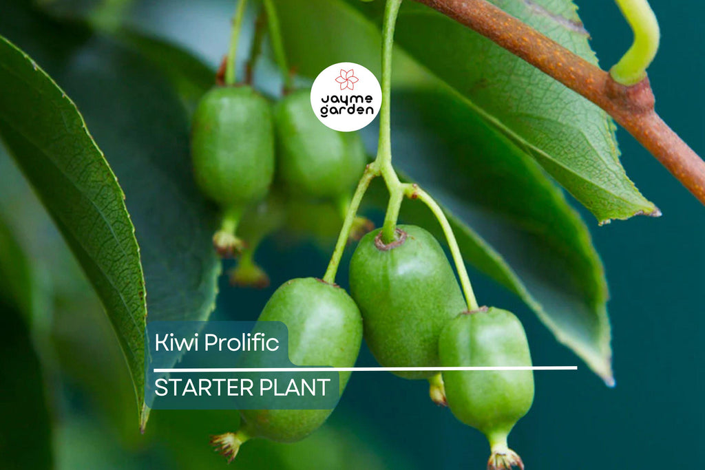 Kiwi Prolific Vine Small Starter Plant | Self-Pollinating & Easy to Grow | Cold Hardy | Smooth-Skinned Fruit | Zones 4-8