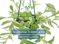 5 Tradescantia Albiflora 'Quicksilver' Variegated Wandering Jew Unrooted Cuttings - White & Green Foliage, Easy Propagation, Houseplant