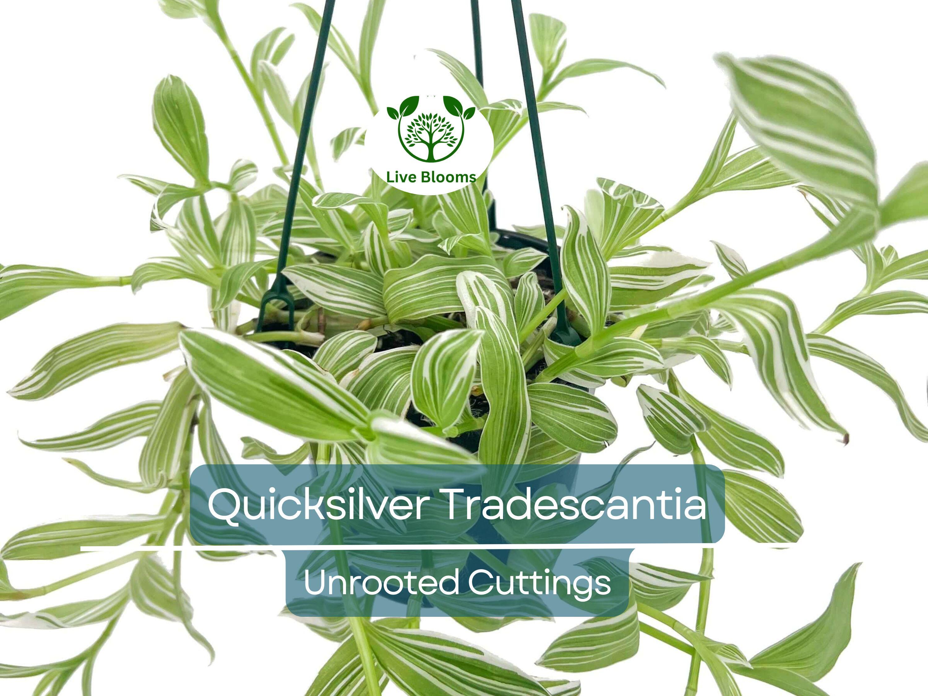 5 Tradescantia Albiflora 'Quicksilver' Variegated Wandering Jew Unrooted Cuttings - White & Green Foliage, Easy Propagation, Houseplant