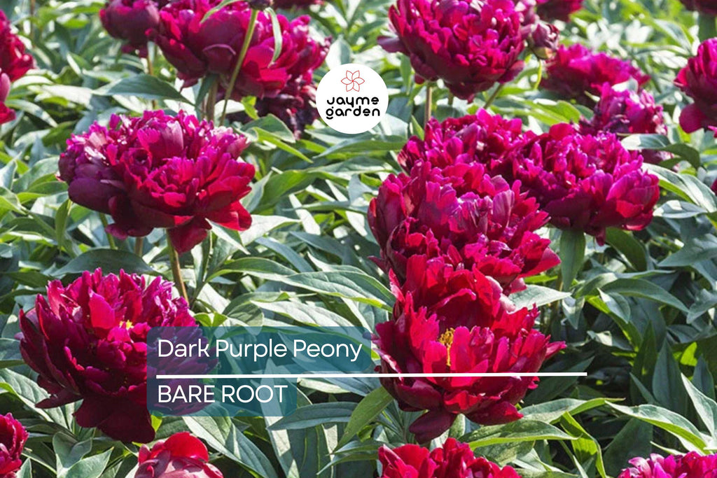 Dark Purple Peony Bare Root (2+ Eyes) – Large Double Blooms, Perennial, Zones 3-8