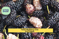 20+ Texas Mulberry Tree Cuttings | Morus Microphylla Unrooted 7–10" | Wild Fruit Tree Starter for Grafting or Rooting