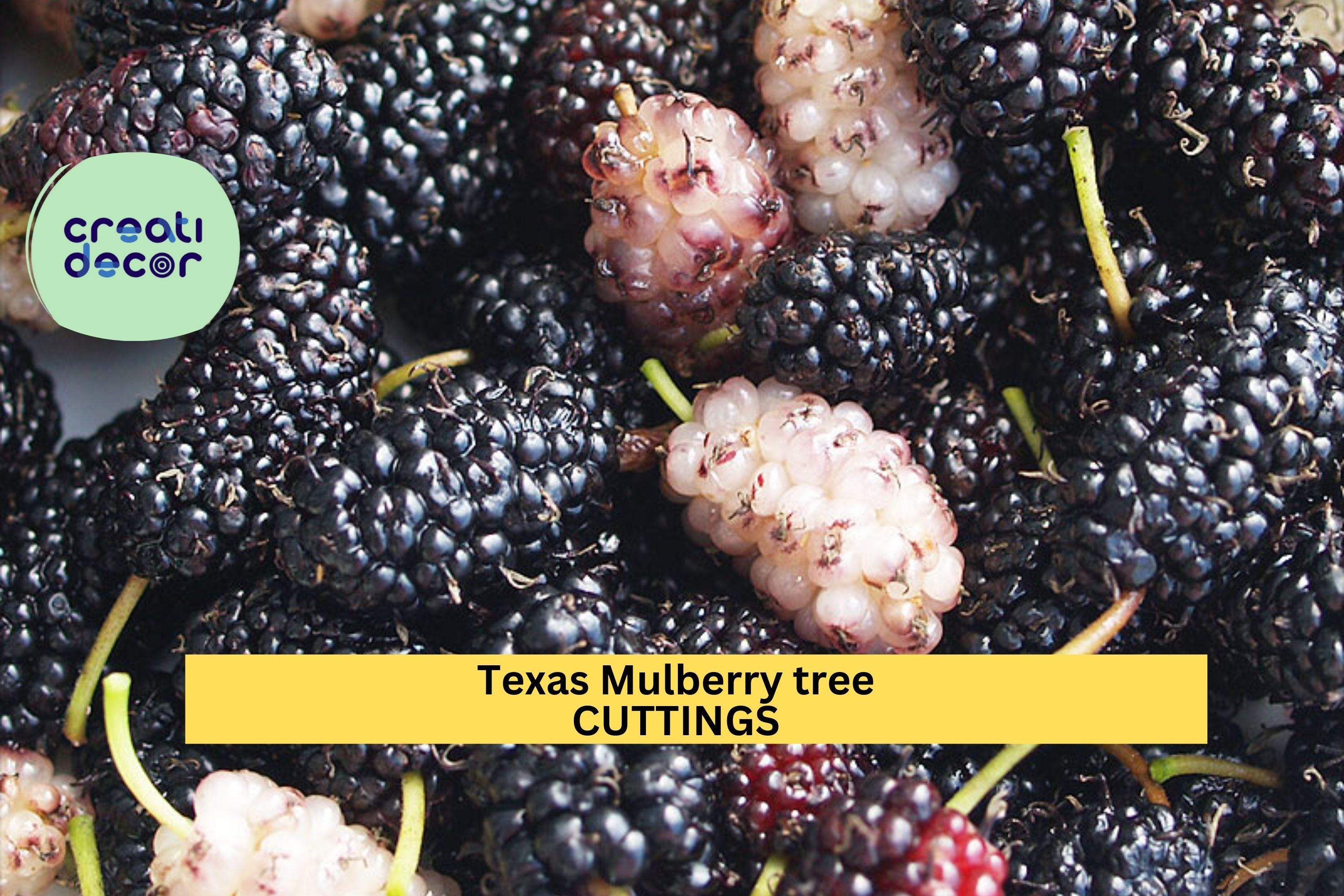 20+ Texas Mulberry Tree Cuttings | Morus Microphylla Unrooted 7–10" | Wild Fruit Tree Starter for Grafting or Rooting