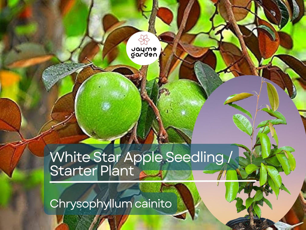 White Star Apple Starter Plant (Chrysophyllum cainito) - Live Caimito Fruit Tree 12″-24″ - Tropical, Sweet Fruit for Garden & Orchard