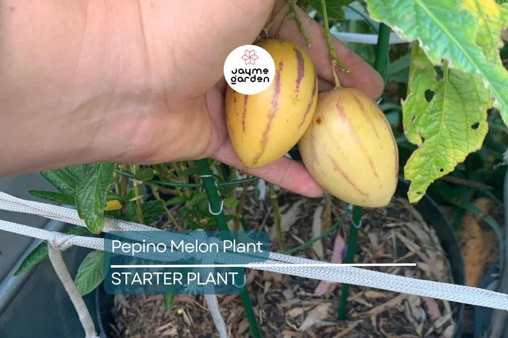 Pepino Melon Plant Cutting | Sweet Golden Ginseng Fruit | Live Starter Plant with Pot | Bushy, Perennial & Evergreen