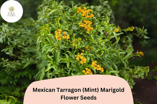 25+ Mexican Tarragon (Mint Marigold) Seeds | Tagetes lucida | Aromatic Herb & Ornamental Flower for Garden Planting