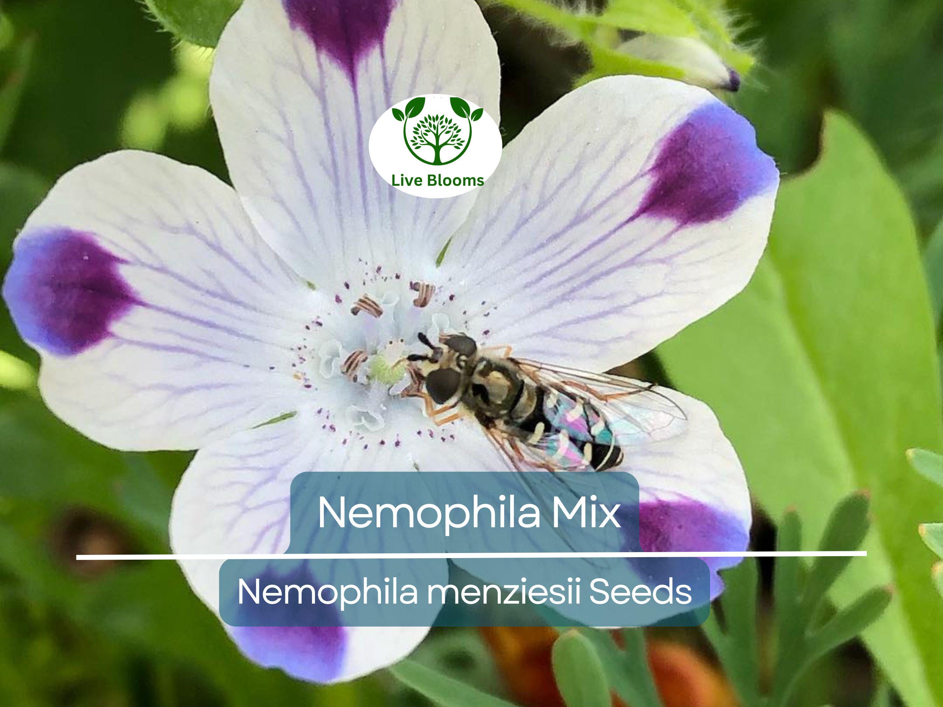 500 Seeds Nemophila Mixed Colors, Non-GMO, Short 4-6" Spring Bloomer, Vibrant Flowers, Easy to Grow, Pollinator-Friendly, Garden, Annual