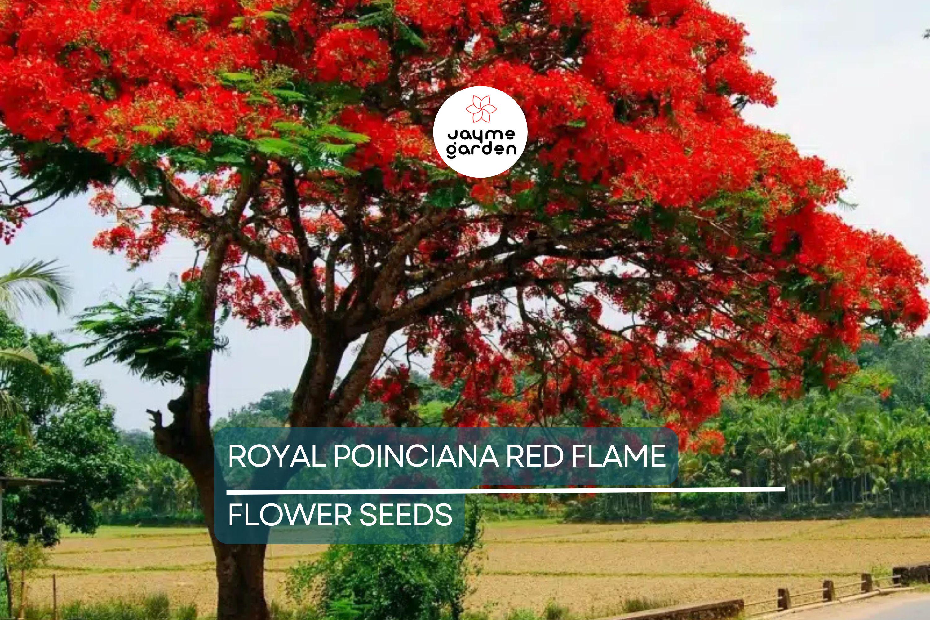 5 Royal Poinciana Seeds (Delonix Regia) – Red Flame Tree, Tropical Ornamental