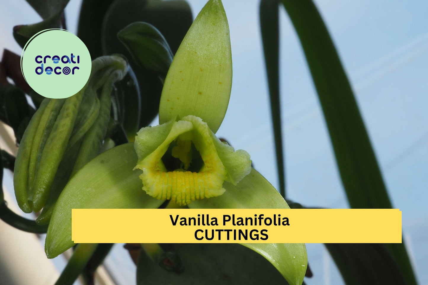 1 Vanilla Planifolia Fresh Cuttings (12") – Holiday Sale – Tropical Orchid Vine for Home Growing, Greenhouse, or Indoor Trellis – USA
