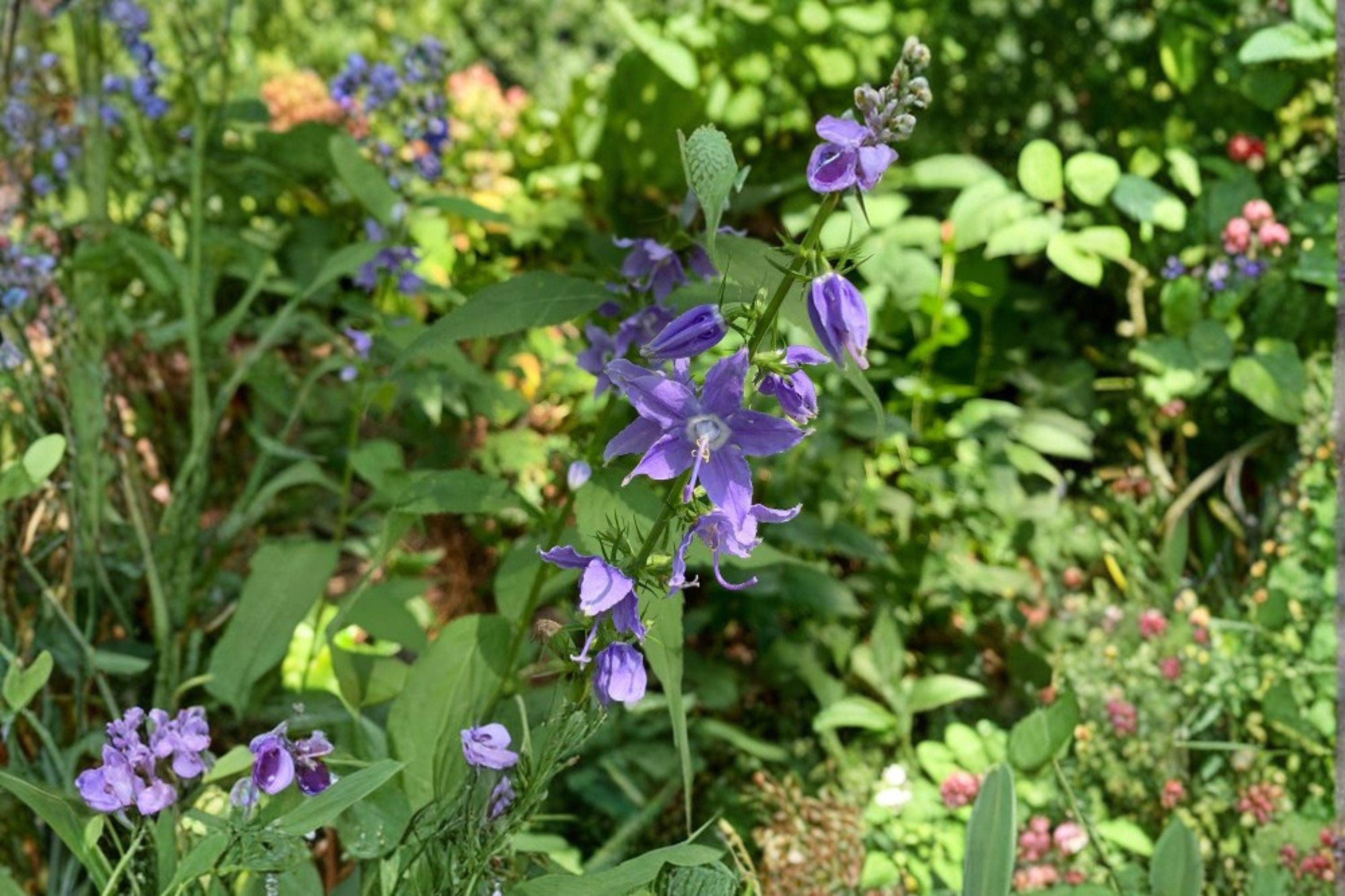 Campanula americana/Tall Bellflower – 500 Seeds | Native Woodland Biennial | Blue-Violet Blooms | Pollinator Friendly