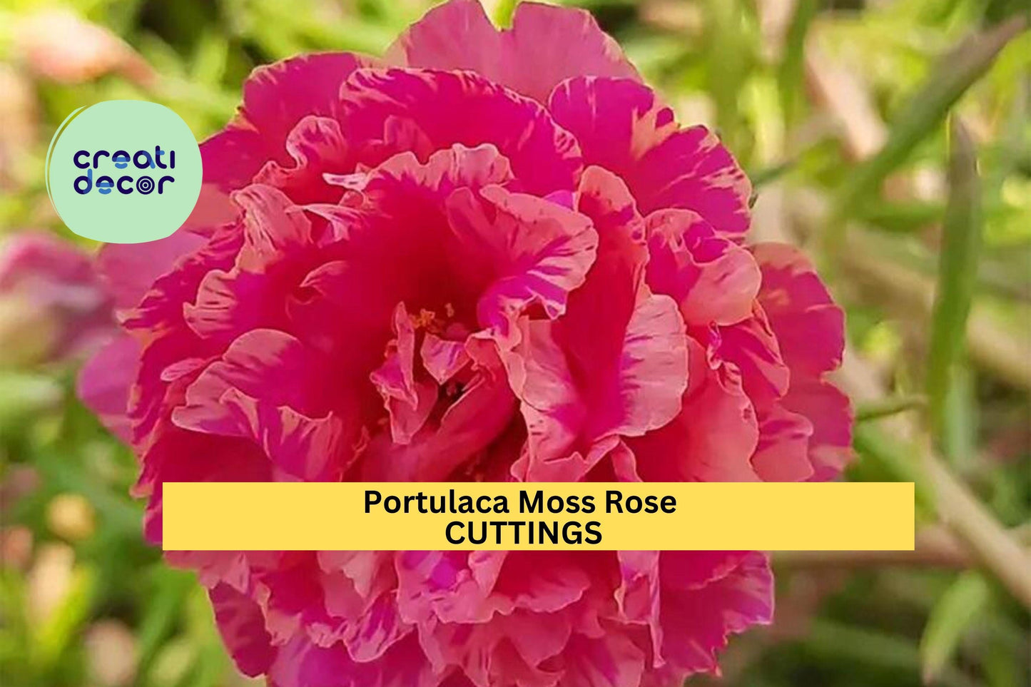 8 Pink Moss Rose Cuttings | Portulaca Grandiflora Starter Plants | Unrooted Succulent Cuttings | Summer Blooming Ground Cover