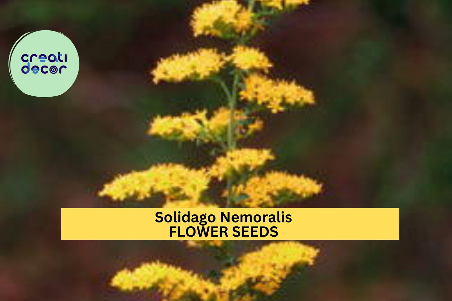 3pcs of 500 Seeds  Solidago nemoralis – Old Field Goldenrod for Pollinator Gardens, Meadows, or Native Wildflower Beds Seeds for Planting