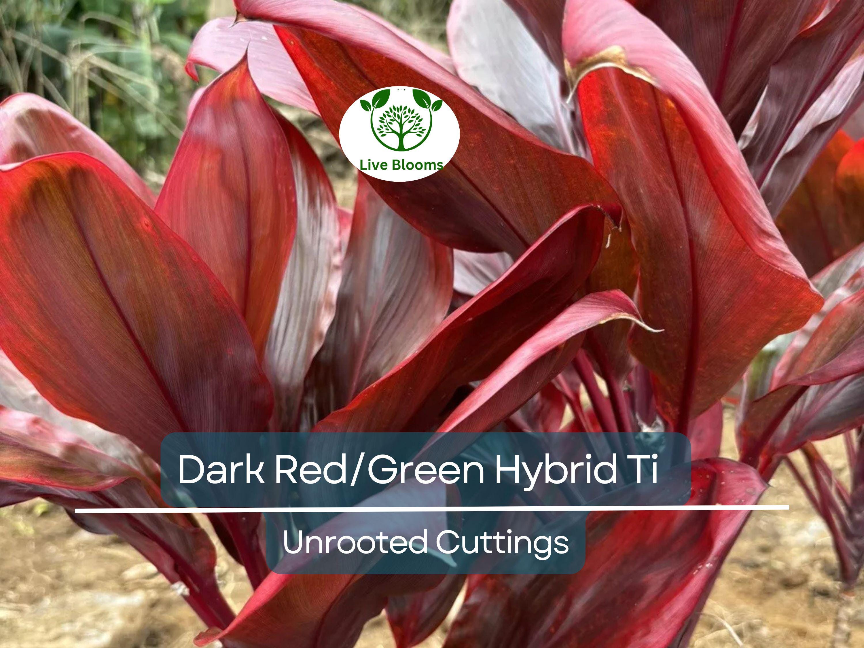 3 Hawaiian Dark Red/Green Hybrid Ti Leaf Fresh Cuttings 6" Starter Logs - Cordyline Fruticosa, Tropical Plant