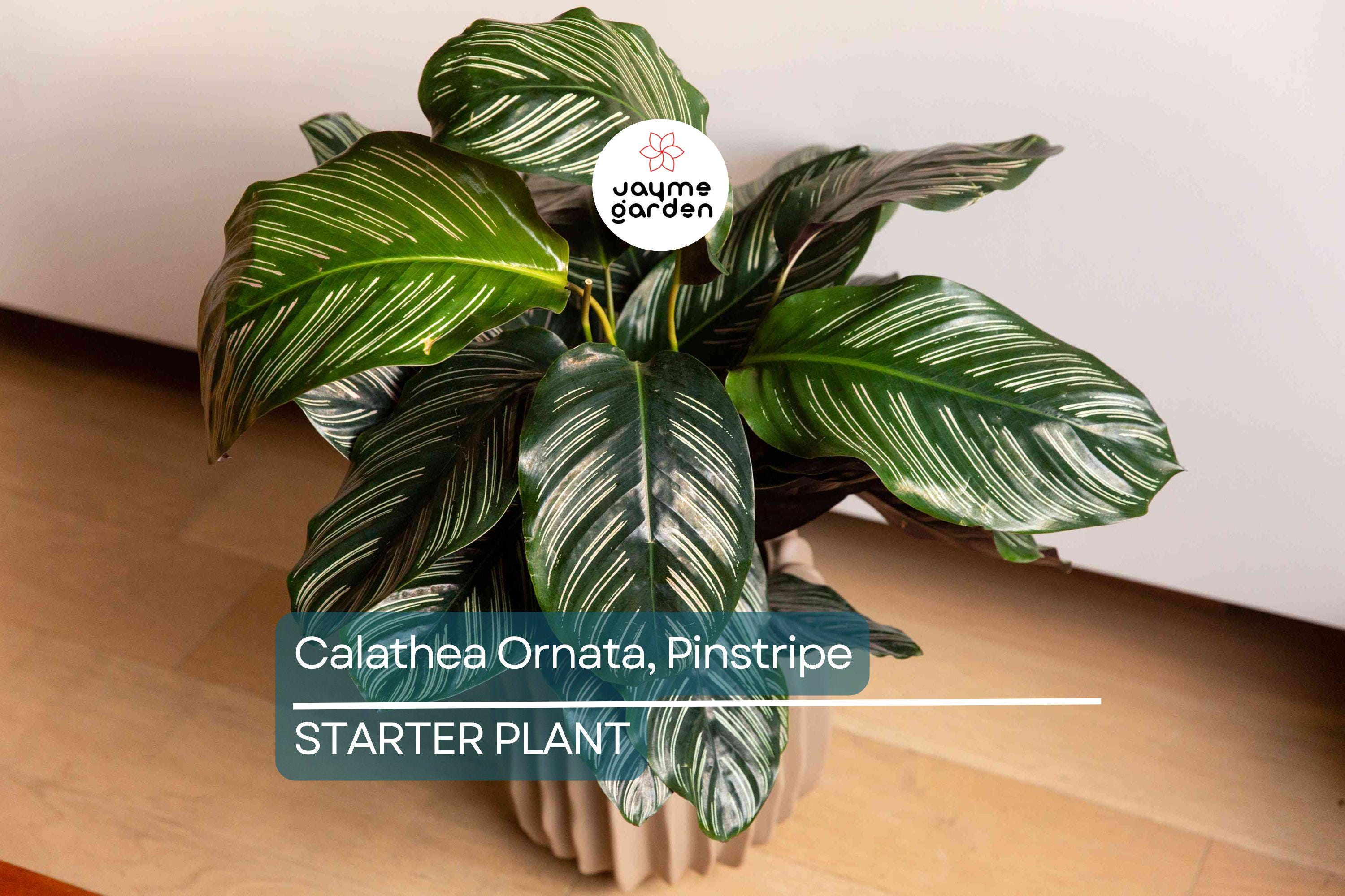 Calathea Ornata Starter Plant | Pinstripe Plant | Live Peacock Plant | Zebra Plant | Indoor Tropical Plant | USA Grown