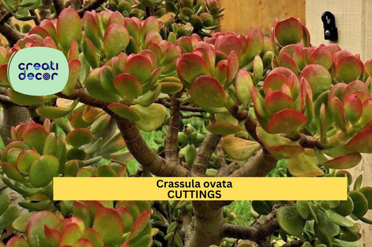 2 Jade Plant Cuttings – Crassula ovata 3–5” Unrooted Stems | Classic Succulent for Pots, Bonsai, or Indoor Houseplant Collections