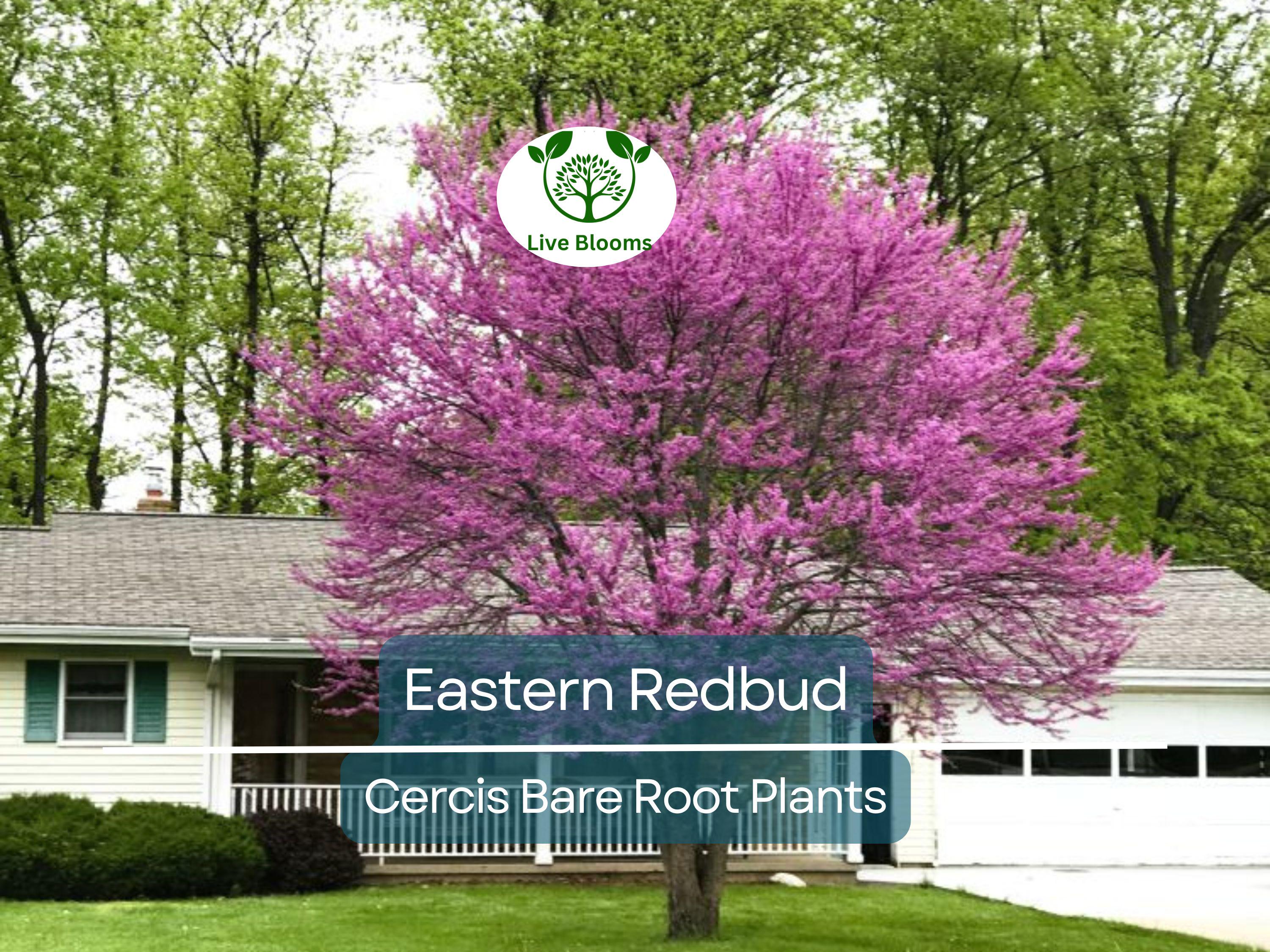 3 Eastern Redbud Trees - Cercis canadensis - 14–18" Live Bare Root Trees - Ornamental, Native, Pink Blooms, Cold Hardy, Easy to Grow