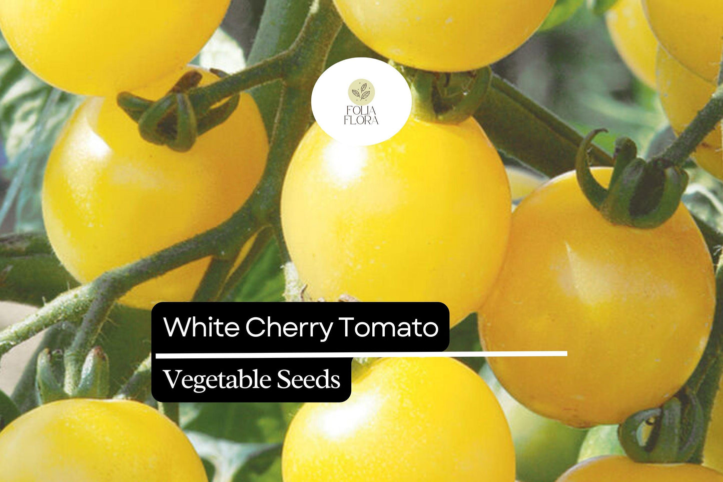 White Cherry Tomato Seeds | 15 Seeds | Rare Heirloom Solanum Lycopersicum for Home Garden Vegetable Growing