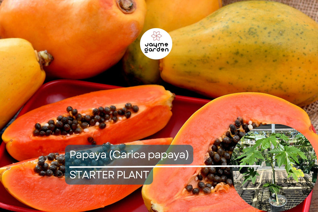 Papaya Tree (Carica papaya) Live Tropical Fruit Tree 1’-2’ | Sweet Flavor, Juicy Texture, and Easy to Grow