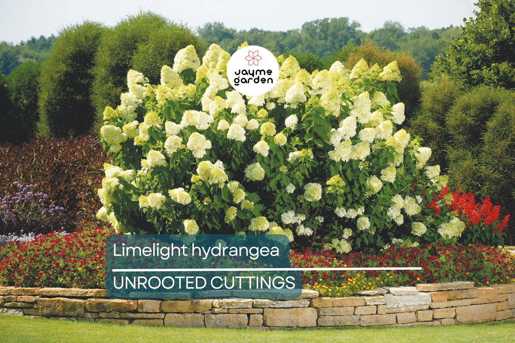 8 Unroot Cuttings Hydrangea Limelight Super Rare Paniculata | Fresh For Rooting or Grafting, Clone Your Flower Perennial Trees