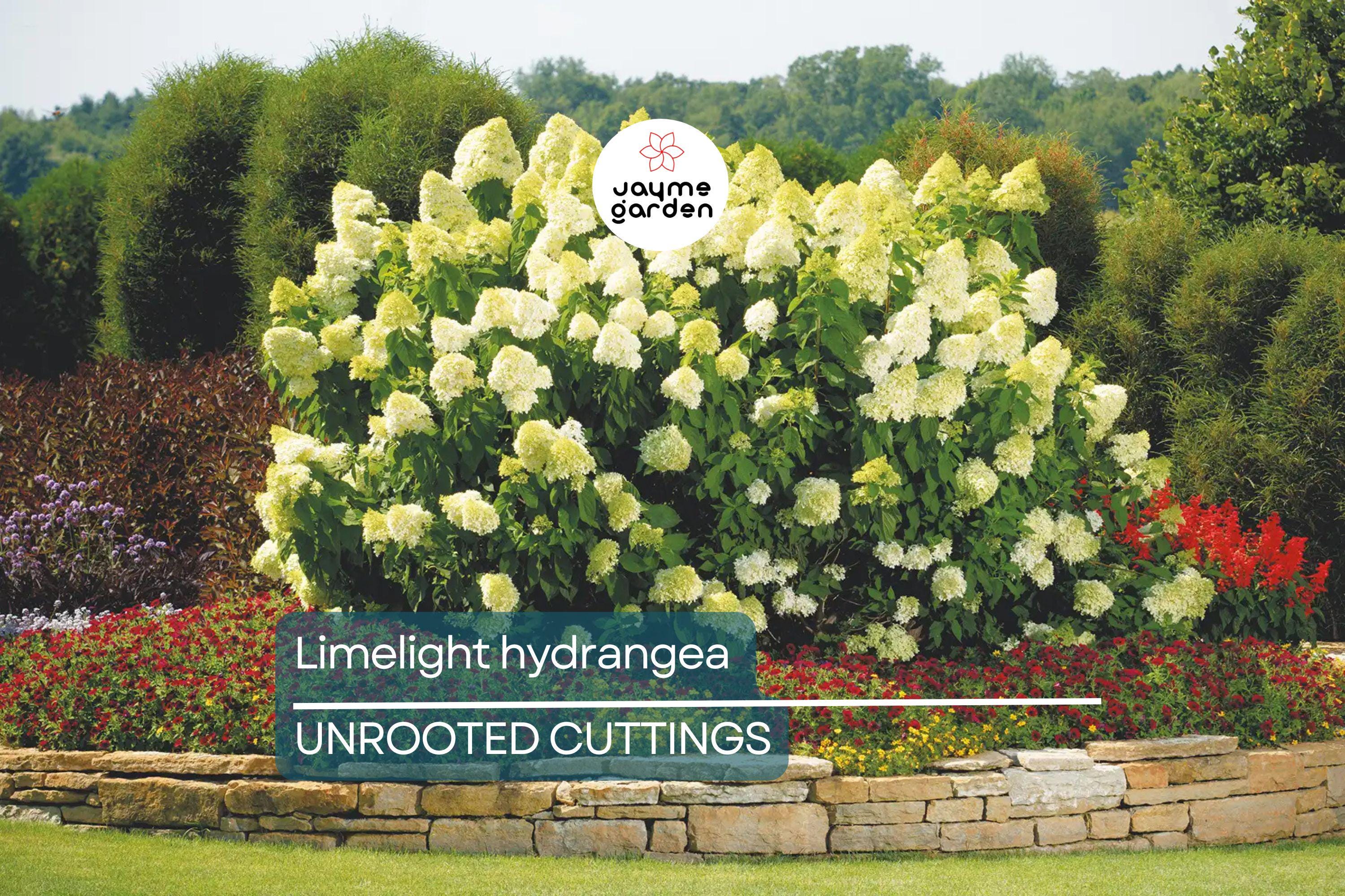 8 Unroot Cuttings Hydrangea Limelight Super Rare Paniculata | Fresh For Rooting or Grafting, Clone Your Flower Perennial Trees
