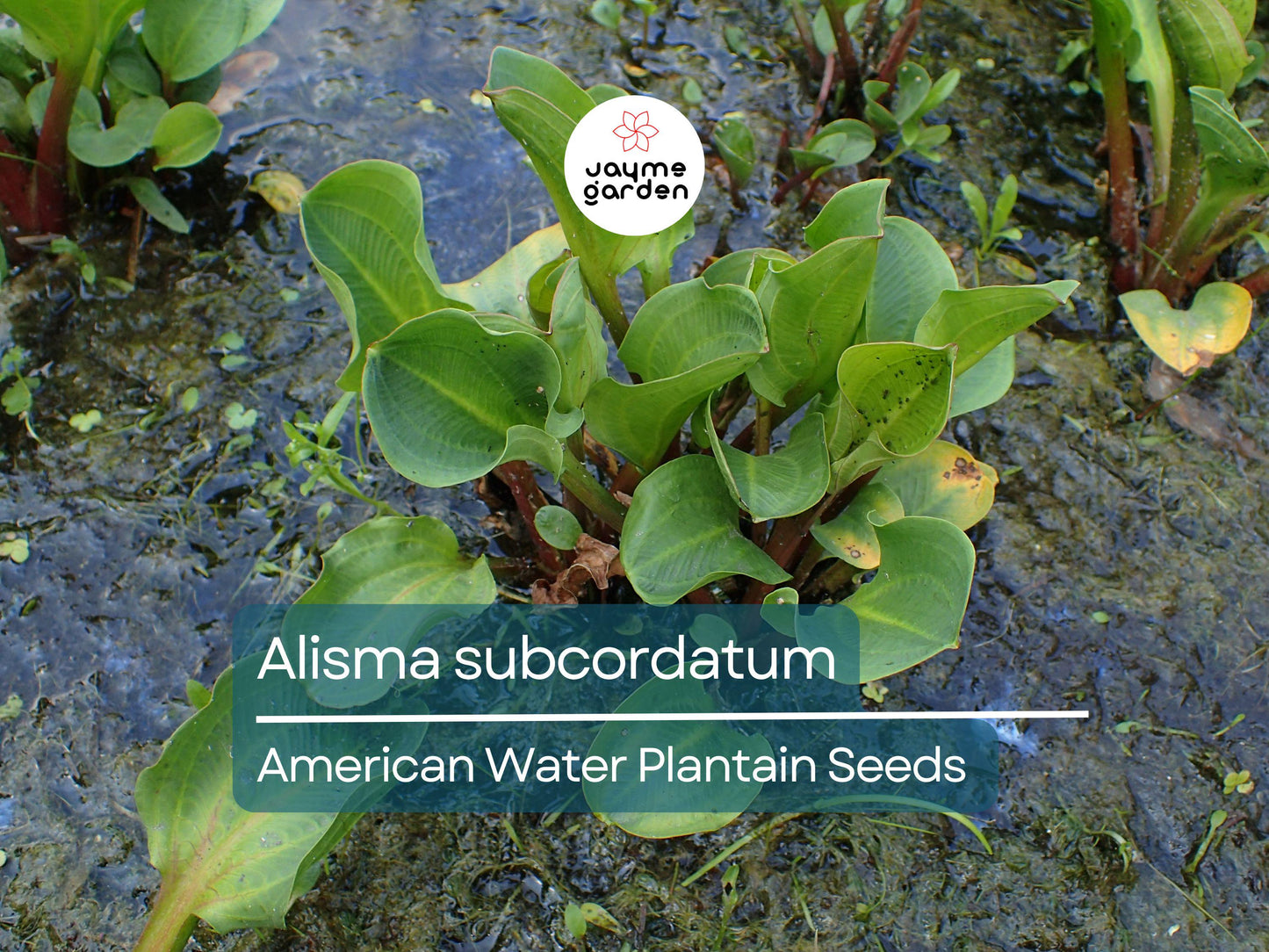 500 Seeds Alisma Subcordatum | Mud Plantain for Planting | Water Plant for Ponds & Wetlands | Native Aquatic Perennial | Wildlife Friendly