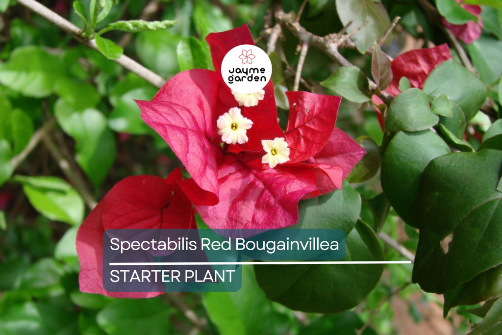Spectabilis Red Bougainvillea Starter Plant | Rare & HTF | Well-Rooted Plant Plug | Vibrant Red Blooms | Indoor and Outdoor | Tropical