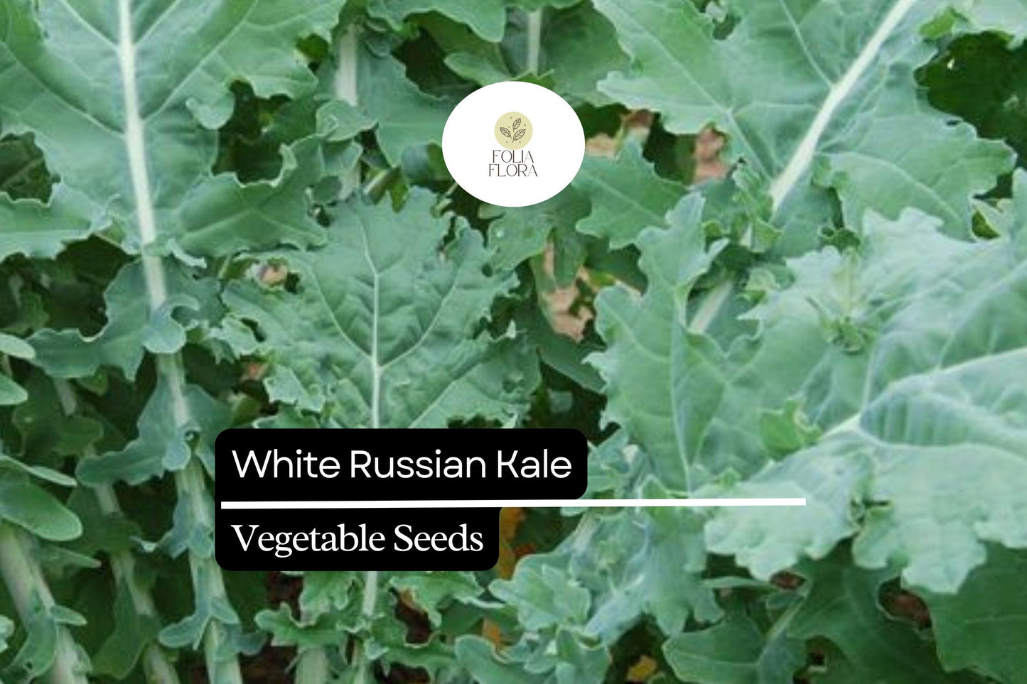 200 Seeds White Russian Kale (Brassica napus) – Tender, Sweet, and Frost-Hardy Kale Variety