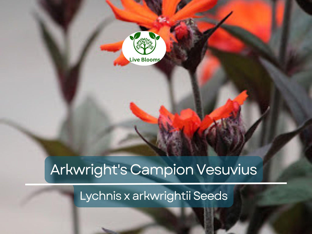 25 Seeds Arkwright's Campion Vesuvius - Non-GMO Perennial, Hummingbird-Friendly, Beautiful Red Blooms, Ideal for Gardens